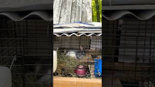 Keeping your rabbits cool in the summer ☀️