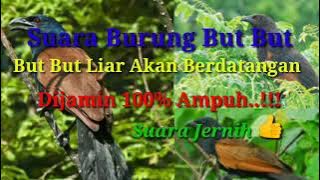 Suara pikat memanggil burung but but,suara jernih.dijamin lansung datang dan ampuh