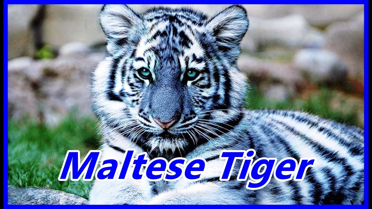 Maltese Tiger : เสือฟ้าในตำนาน