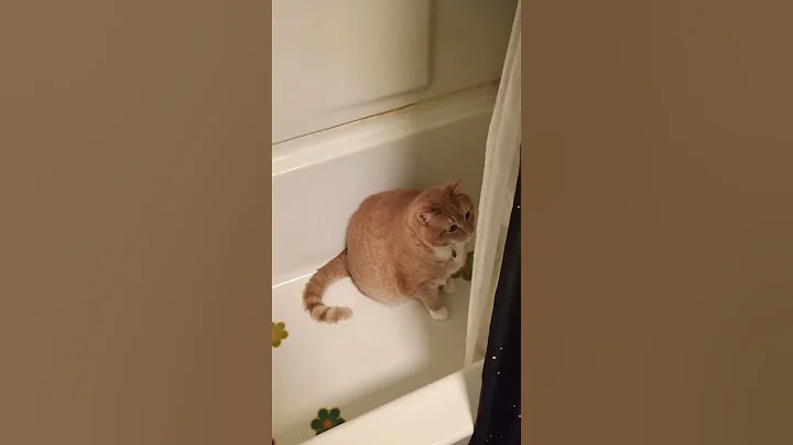 Video 6828211: cat funny pets, pet shower, weird cat