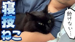 Theo The Talking Cat Youtube