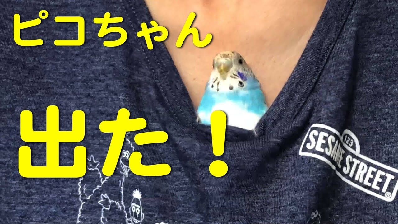 セキセイインコのピコちゃんエイリアンになる - YouTube
