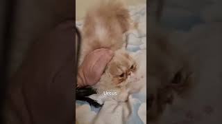 Napocats.ro | Persian boy: Ursus by Napocats, Exotic Shorthair & Persian Cats 90 views 1 year ago 1 minute, 16 seconds