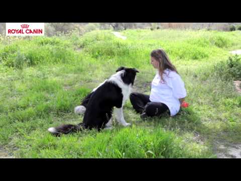 Sentado y Tumbado - Escuela de Habilidades Caninas de Royal Canin