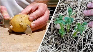 GROW POTATOES from STORE BOUGHT  Save Money, Grow Food