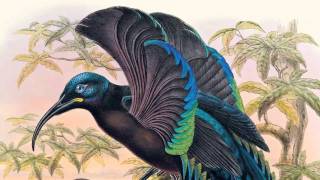 David Attenborough on Sharpe's Birds of Paradise | The Folio Society