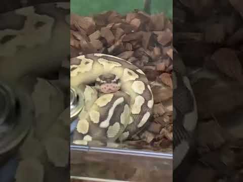 Video: Mengapa Python Ball Membuat Binatang Besar