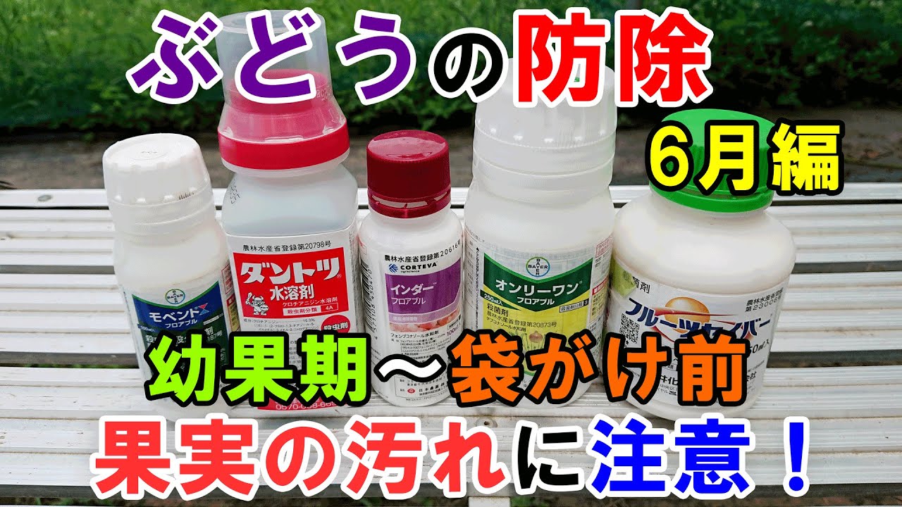 ぶどうの防除6月編 幼果期~袋がけ前に行った防除(殺菌剤・殺虫剤)について解説 - YouTube