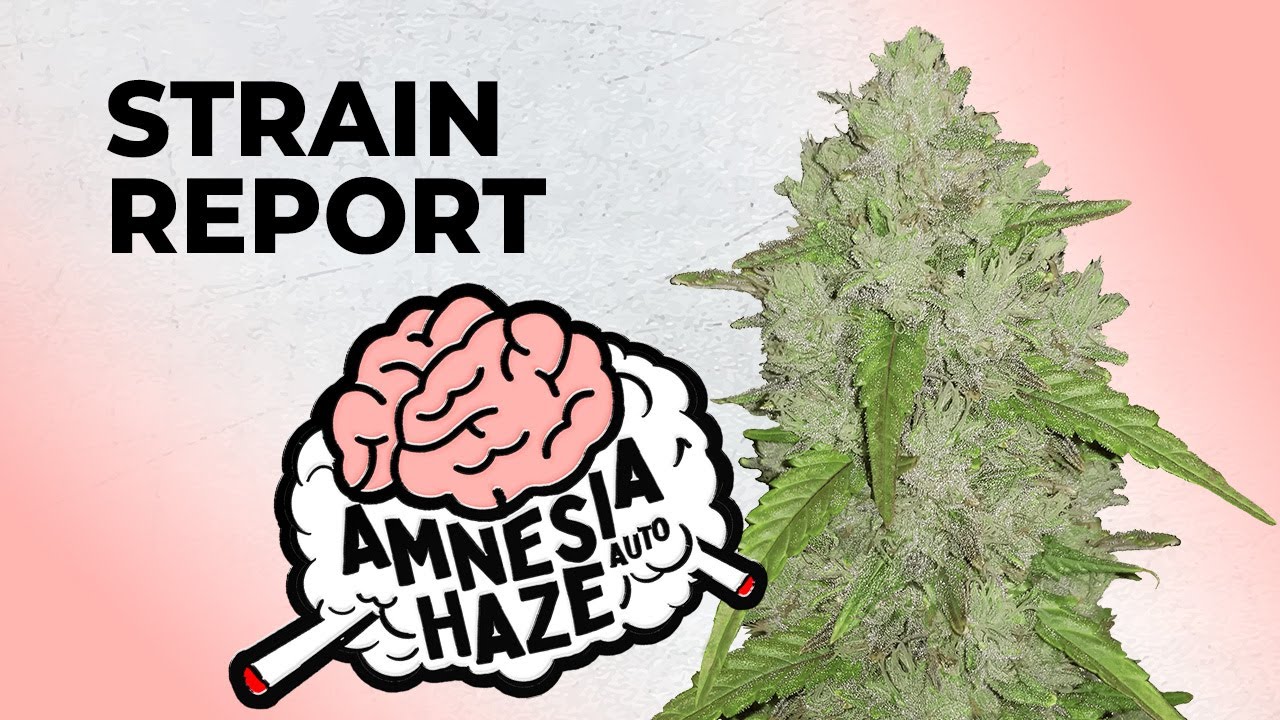 Amnesia Haze Auto | Strain Review | Fast Buds | Sativa