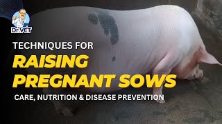 Techniques For Raising Pregnant Sows: Care, Nutrition & Disease Prevention | Dr.Vet