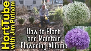 How To Grow Flowering Alliums  Ornamental Flowering Onions