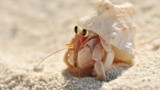 Hermit Crab Fascinating World of Crustacean Critters!