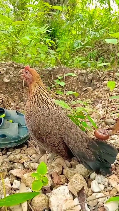 Suara ayam pikat betina mantap #ayamhutan