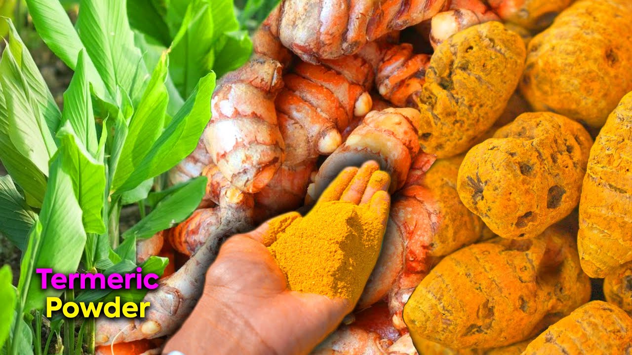 How to Harvest and Process Turmeric மஞ்சள் அறுவடை Turmeric