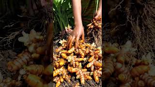 lakadong turmeric farming video  comment to purchase#framing #healthy #ytshorts #trendingshorts