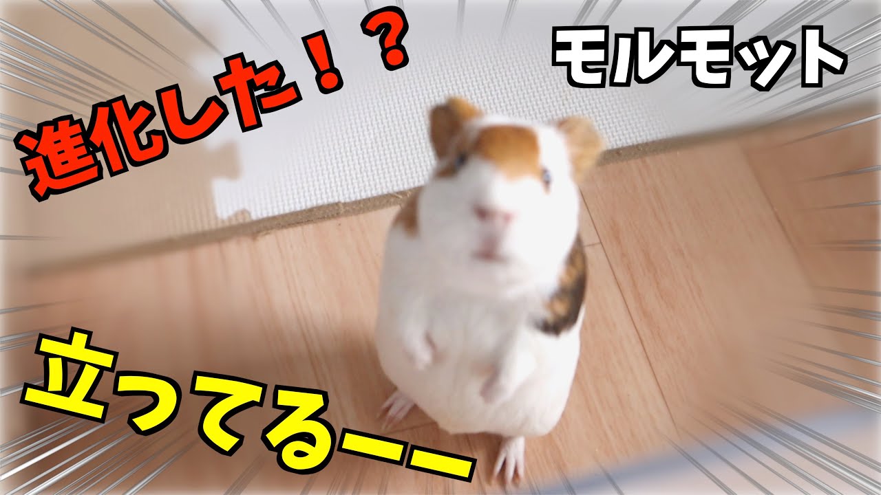 野菜が欲しすぎて立っちをするモルモットとお昼寝するモルモット - YouTube