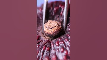 Removing the Stem from an Avocado (Macro / Close-Up) #macro #asmr #slowmotion #satisfying #avocado