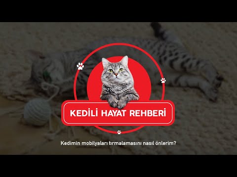 Video: Bir Kediyi Mobilyaları Tırmalamaktan Nasıl Korursunuz