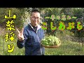 【山菜採り】山菜の女王「こしあぶら」を採りに行くの回！！