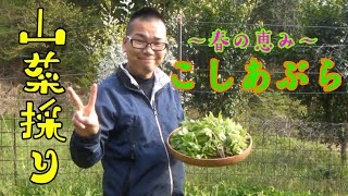 【山菜採り】山菜の女王「こしあぶら」を採りに行くの回！！