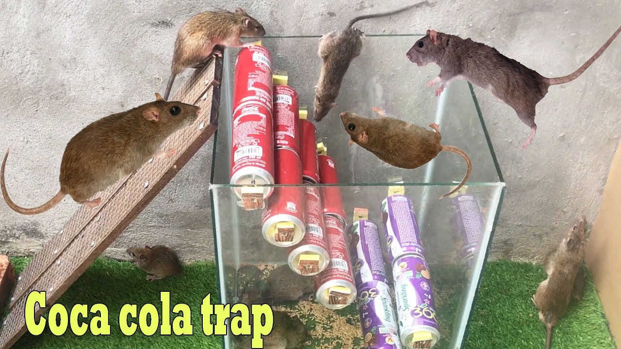 The best video I've ever seen  Top 10 piège à souris électrique Cocacola  trap#12 
