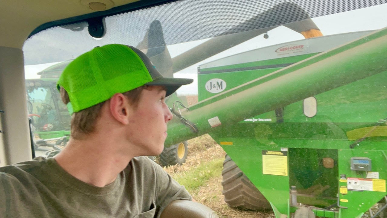 Сбор урожая кукурузы в условиях непогоды.