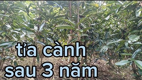 có nên Tỉa cành cho cây quế sau 3 năm trồng l chăm sóc quế dầu