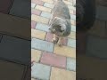 Two Funny Cats. #elya #cat #fantik #cute #kitten #animals #shorts