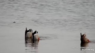 Mississippi River Flyway Cam. Mallards eating - explore.org 12-07-2021