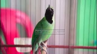 Dijamin Cucak Ijo Kalian Langsung Ikut Bunyi Setelah Dengar Suara Cucak Ijo Gacor Isian Satu Ini