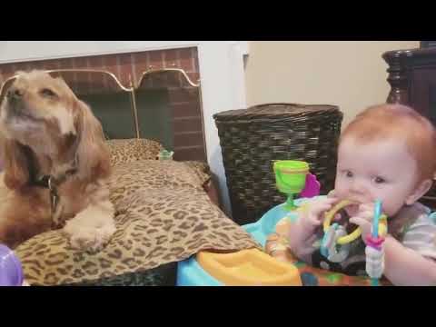 HUC99 Funny Baby และ Funny Dog เล นเพ อความสน กสนานด วยก น 