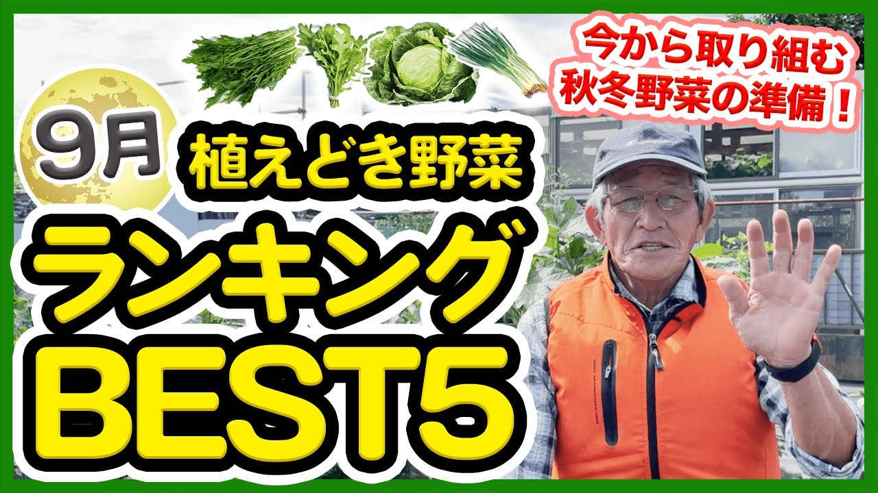 ９月家庭菜園おすすめ野菜ランキングベスト５ 秋の栽培に適しているキャベツ 白菜 ルッコラなどの葉物野菜も登場 農家直伝 Youtube