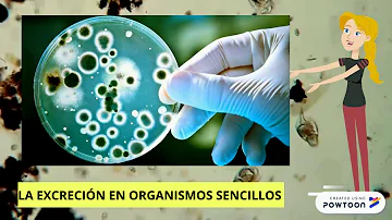 ¿Cuáles son los principales productos de excreción en los seres vivos?