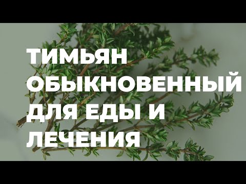 Тимьян обыкновенный - полезные советы, применение в медицине / Захар Травник