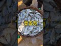 #卖鱼 #fishing #撈底 #打渔 #farming #漁民 #food #撈撈 #fish #大魚