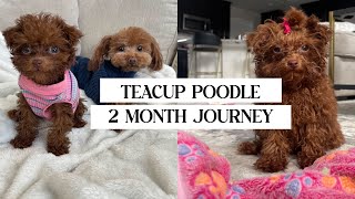 TEACUP POODLES UPDATE + DAY IN THE LIFE