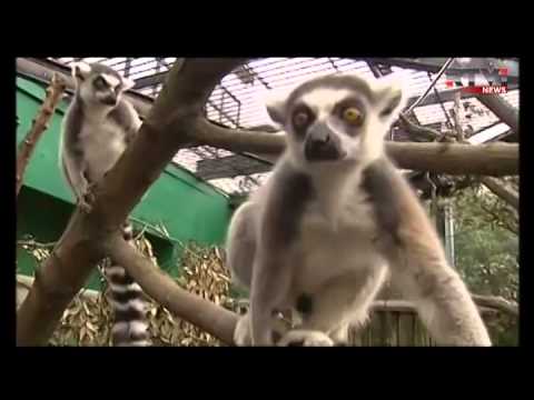 Video: Kako Zadržati Lemur