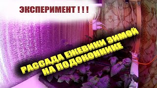 Выращивание саженцев ежевики из корневых черенков.Размножение ежевики зимой и что из этого вышло