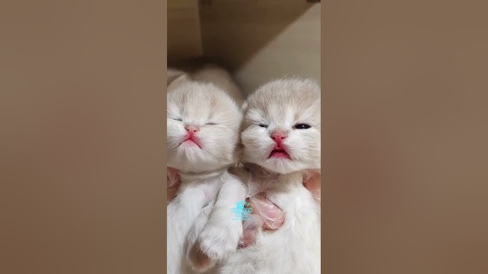 Кларк Кенттің жалаңаш суреті Бакудегі секс серіктес