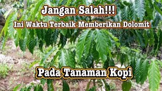 Download lagu The Best Time to Spread Dolomite on Coffee Land (Not Just Anywhere)