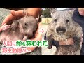 【ウォンバットとの暮らし】 事故で母を亡くした野生の赤ちゃんウォンバットを保護したお話