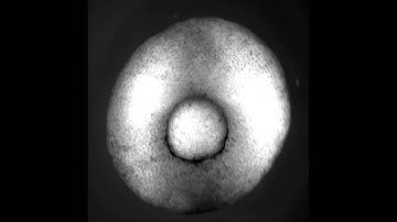 Xenopus laevis; gastrulation through neurulation