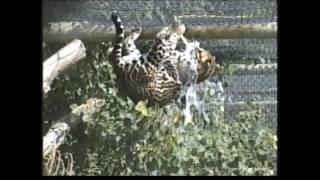 Ocelot Vs hosepipe by SCARCE WORLDWIDE 632 views 7 years ago 1 minute, 2 seconds