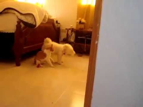 Perro y Gato peleando - YouTube