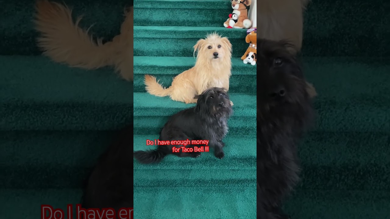 Хватит ли мне денег на Taco Bell??? 