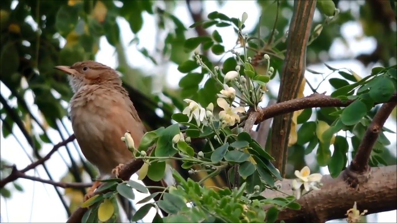 3557 chaffinch song bird finch BirdNoSound720p5000br mp4