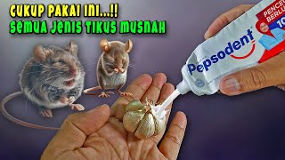 Ternyata cuma begini, rumah aman dari TIKUS SELAMANYA !!Ramuan Pengusir Tikus