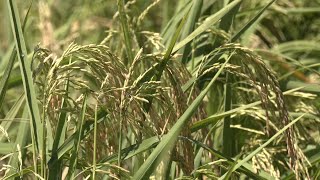 Hechos del Agro - Cosecha de arroz