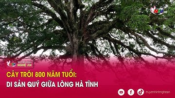 Cây Trôi 800 năm tuổi: Di sản quý giữa lòng Hà Tĩnh