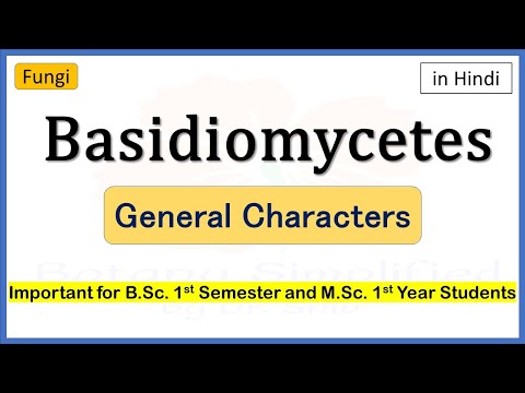 वीडियो: बेसिडिओमाइसीट्स: प्रकार, वर्गीकरण, संरचना